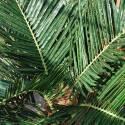 Künstliche Palme