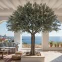 Künstlicher Olivenbaum , Höhe 360 cm - Lifestyle
