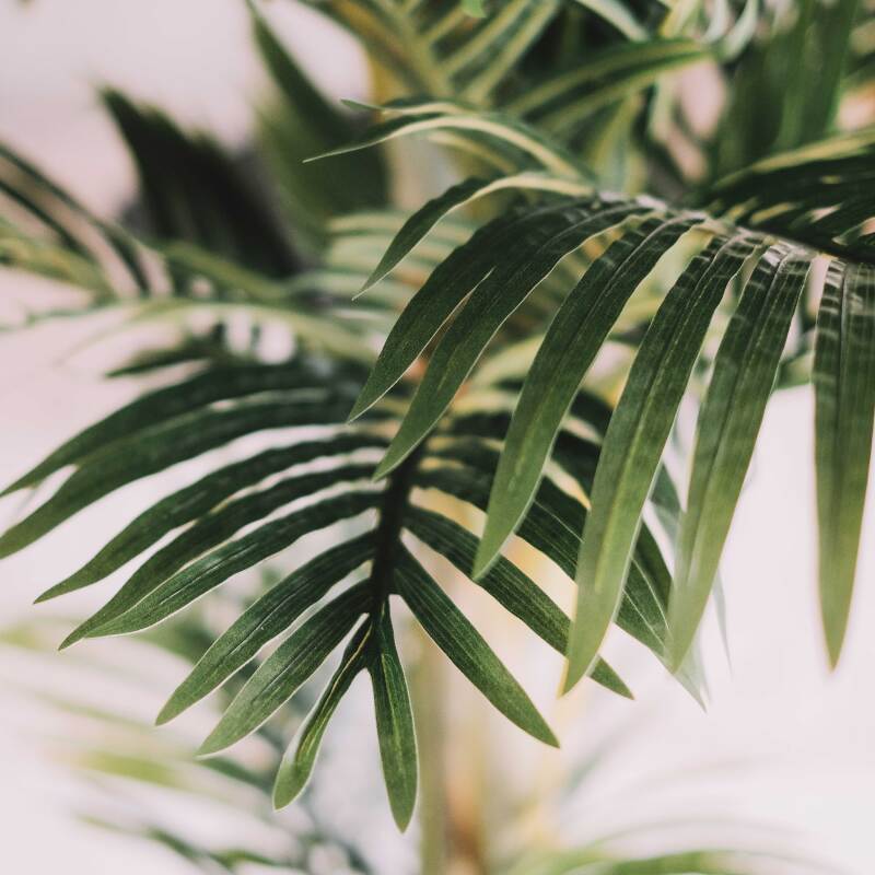 Künstliche Palme im Topf, Höhe 210 cm 